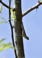 Anolis litoralis