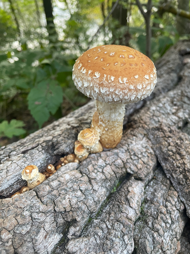 Destructive Pholiota