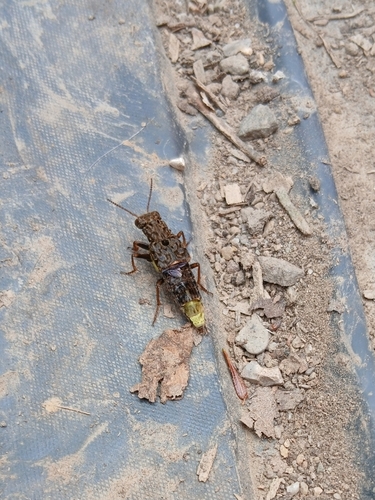 gold-and-brown rove beetle