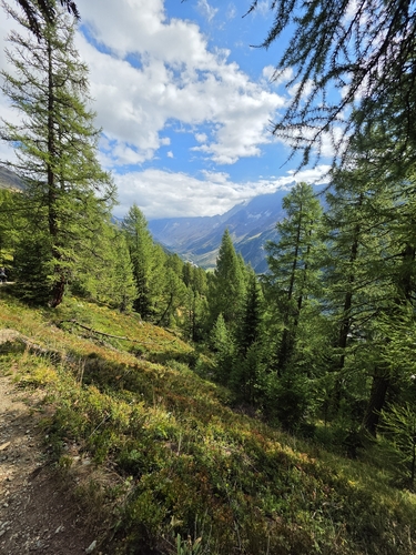 European larch
