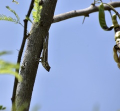 Anolis litoralis