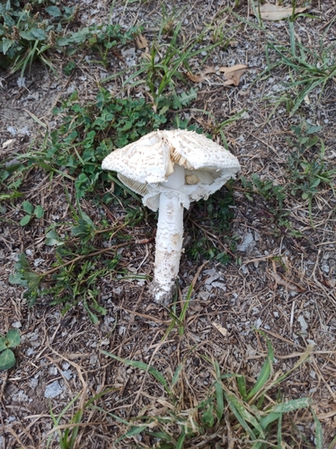 Barefoot Amanita