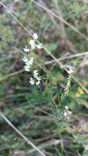 White Sweetclover