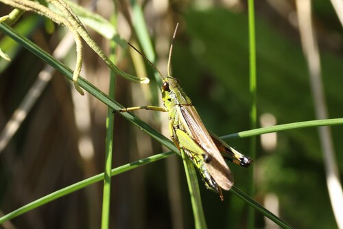 Large Marsh Grasshopper