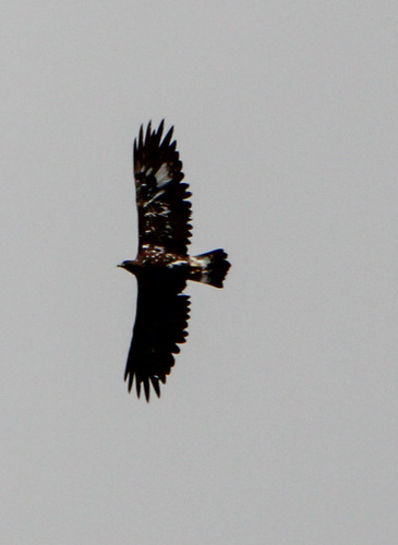 Golden Eagle