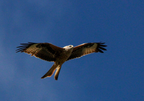 Red Kite