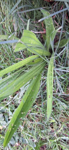 ribwort plantain
