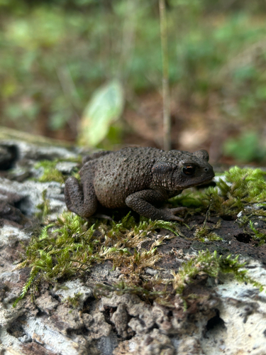 European Toad
