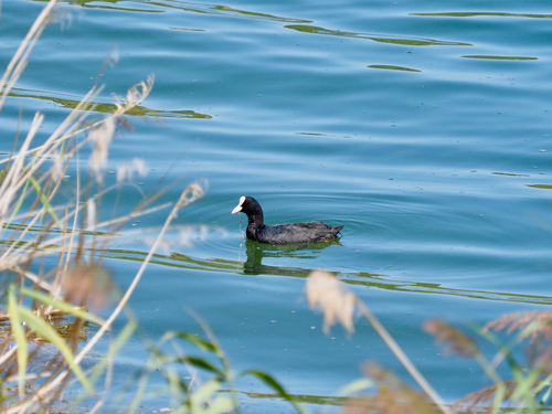 Eurasian Coot