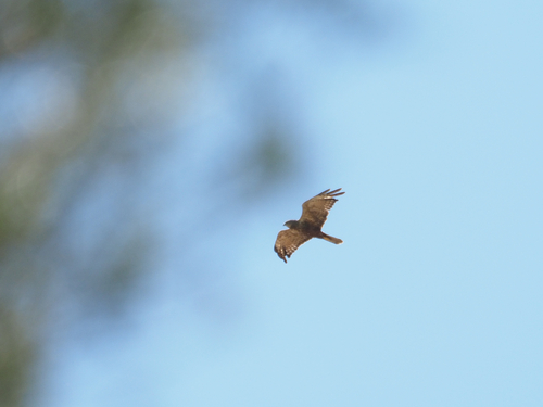 Western Marsh Harrier