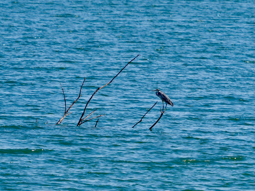 Grey Heron