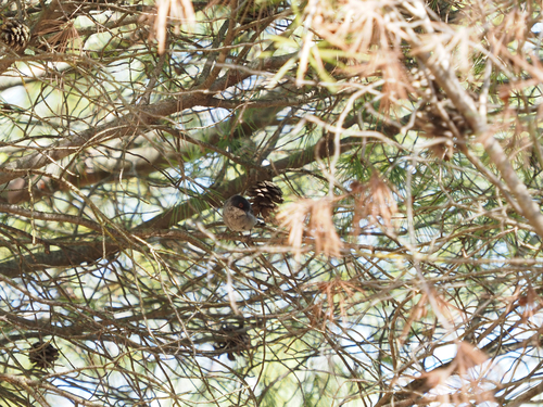 Sardinian Warbler