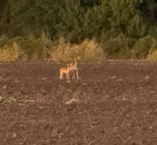 White-tailed Deer
