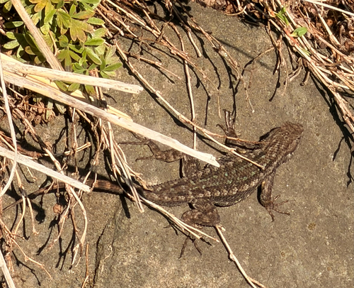 Western Fence Lizard