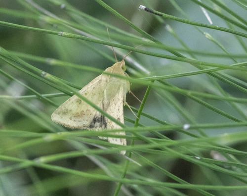 Cotton Bollworm Moth