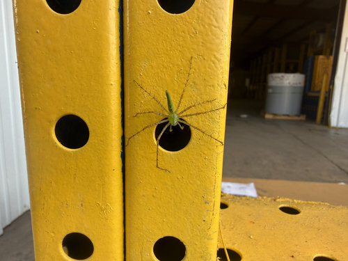 Green Lynx Spider