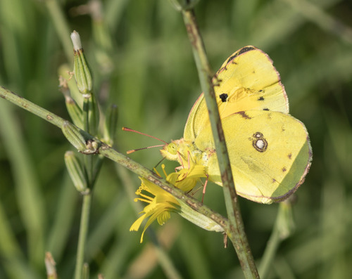 Clouded Yellow