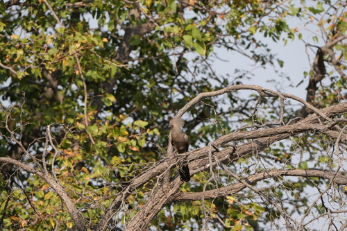 Grey Go-away-bird