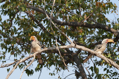 Southern Yellow-billed Hornbill