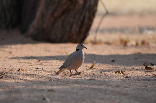 Cape Turtle Dove