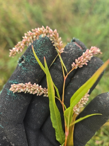 pale smartweed