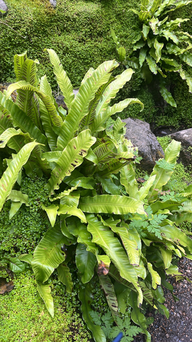 Hart's-tongue fern