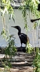 Phalacrocorax carbo