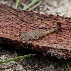 Little Marbled Scorpion