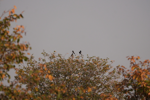 Fork-tailed Drongo