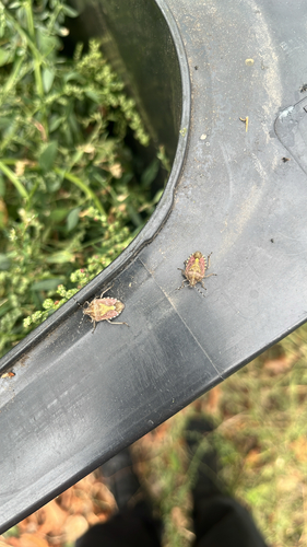 Sloe Bug