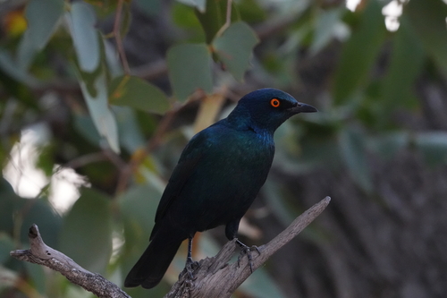 Cape Starling