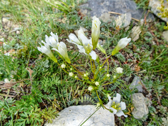 Gentianeae