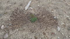 Trifolium pratense