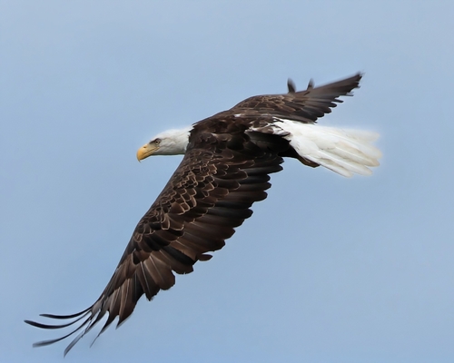 Bald Eagle