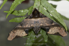Amplypterus panopus