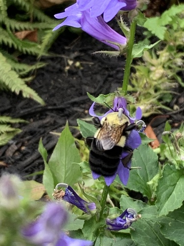 Common Eastern Bumble Bee