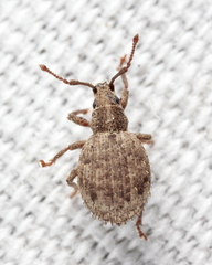 Myosides seriehispidus