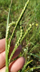 Paspalum floridanum