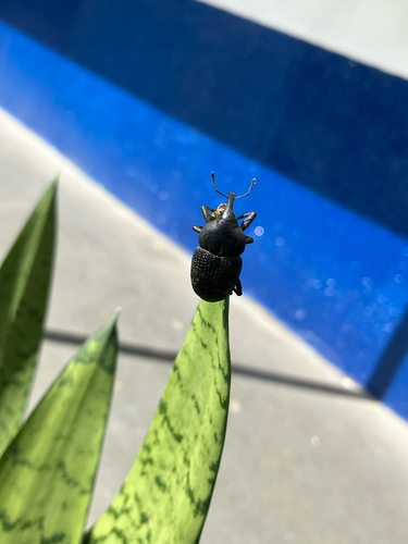 black coconut bunch weevil