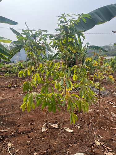 Cassava