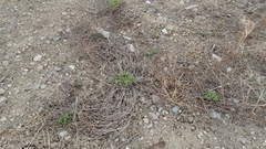 Trifolium pratense