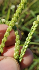 Paspalum floridanum