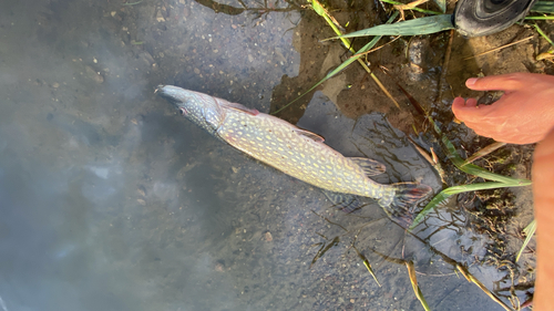 Northern Pike