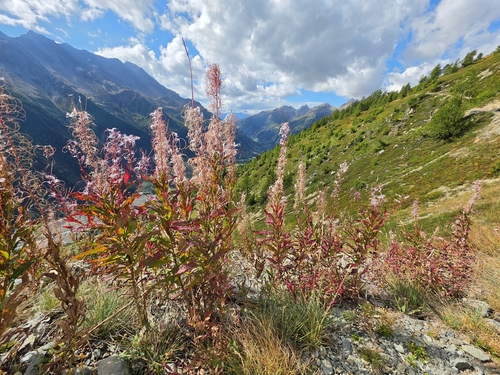 fireweed