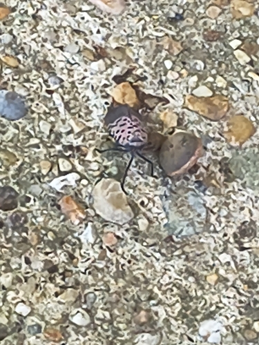 Spotted Lanternfly