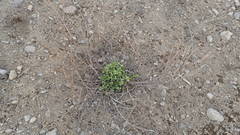 Trifolium pratense