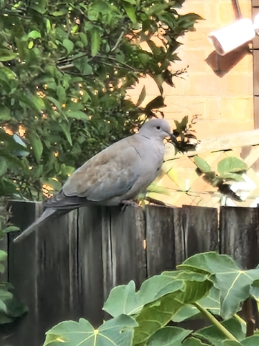 Eurasian Collared-Dove