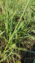 Paspalum floridanum