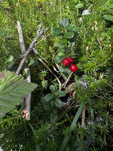 Lingonberry