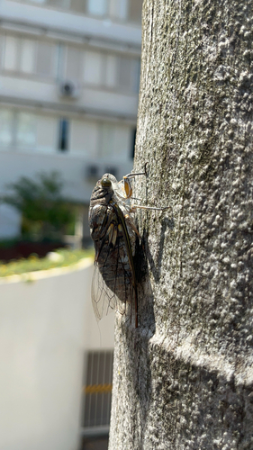 Giant Cicada